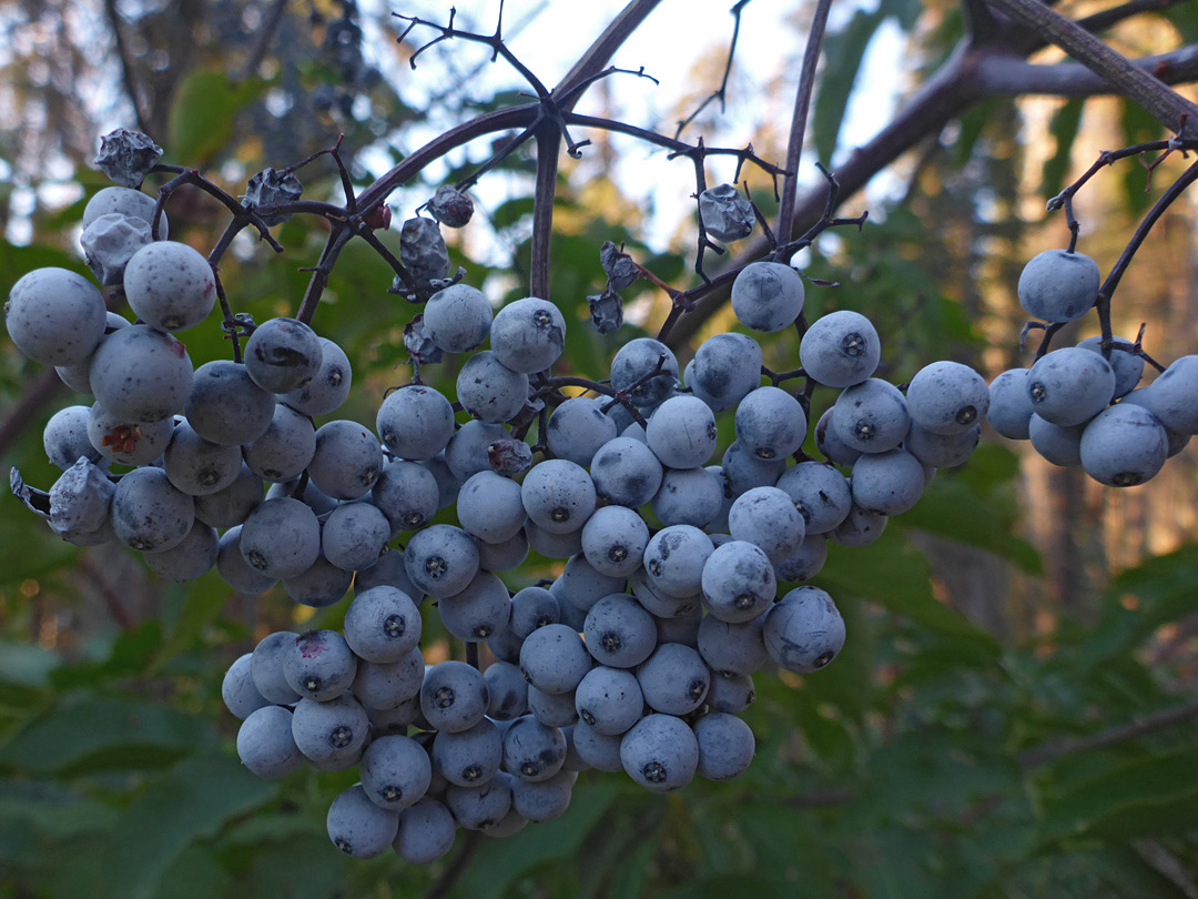 Blue-gray berries