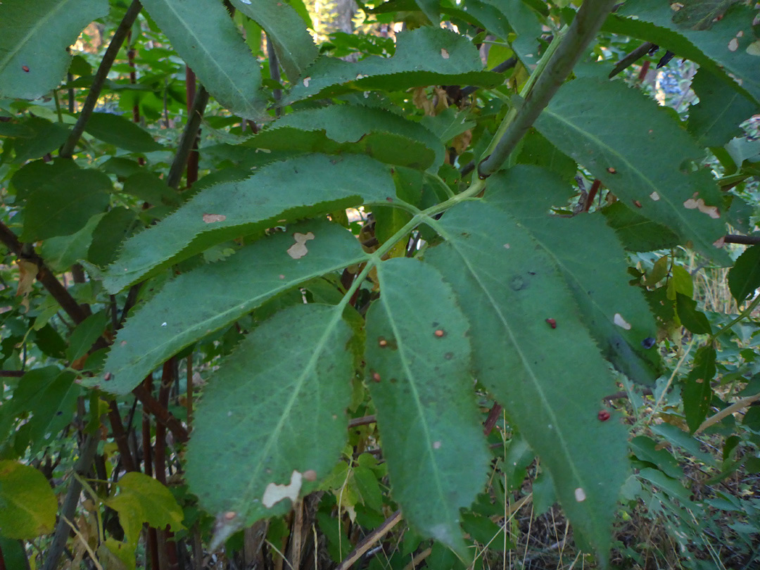 Pinnate leaf