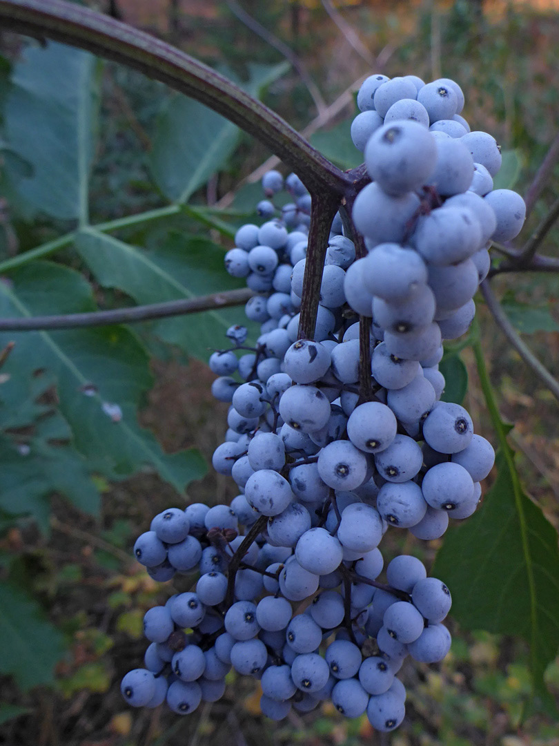 Cluster of berries