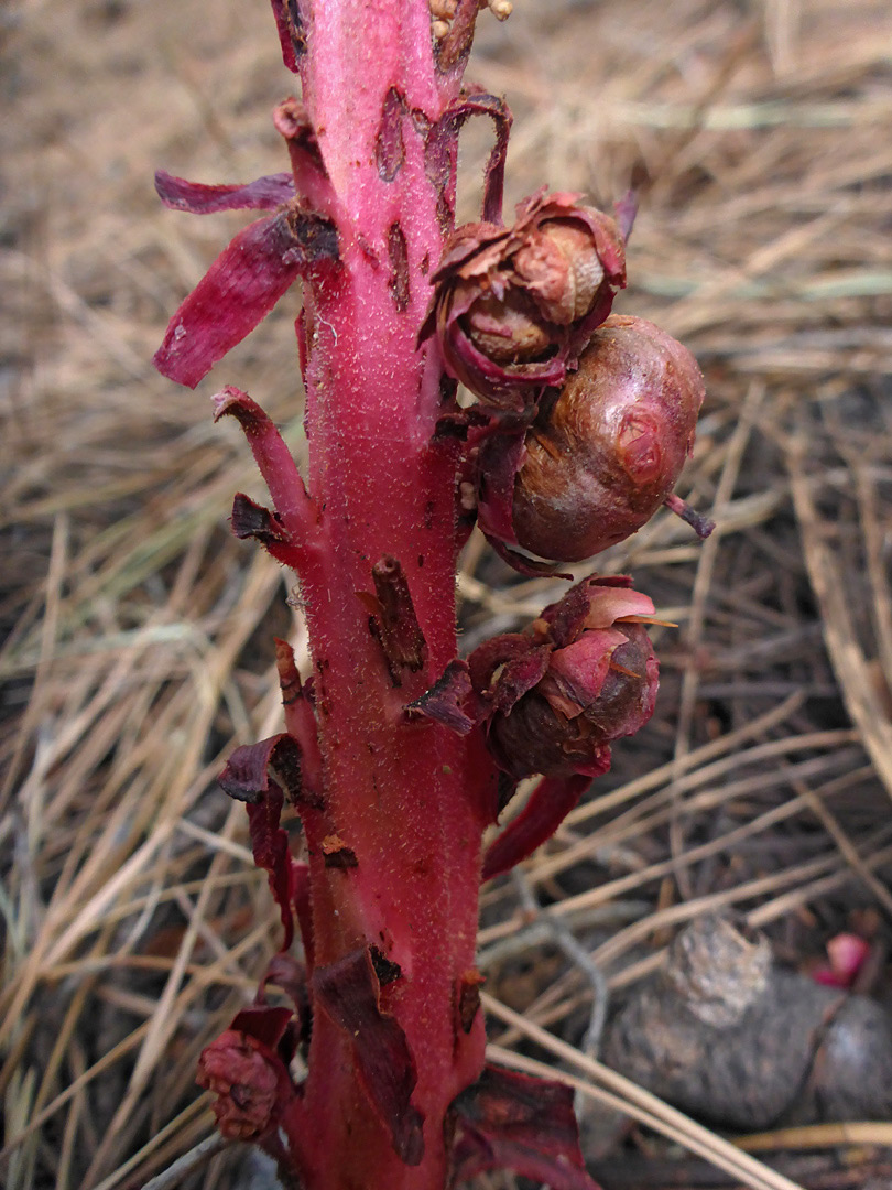 Withering flower spike