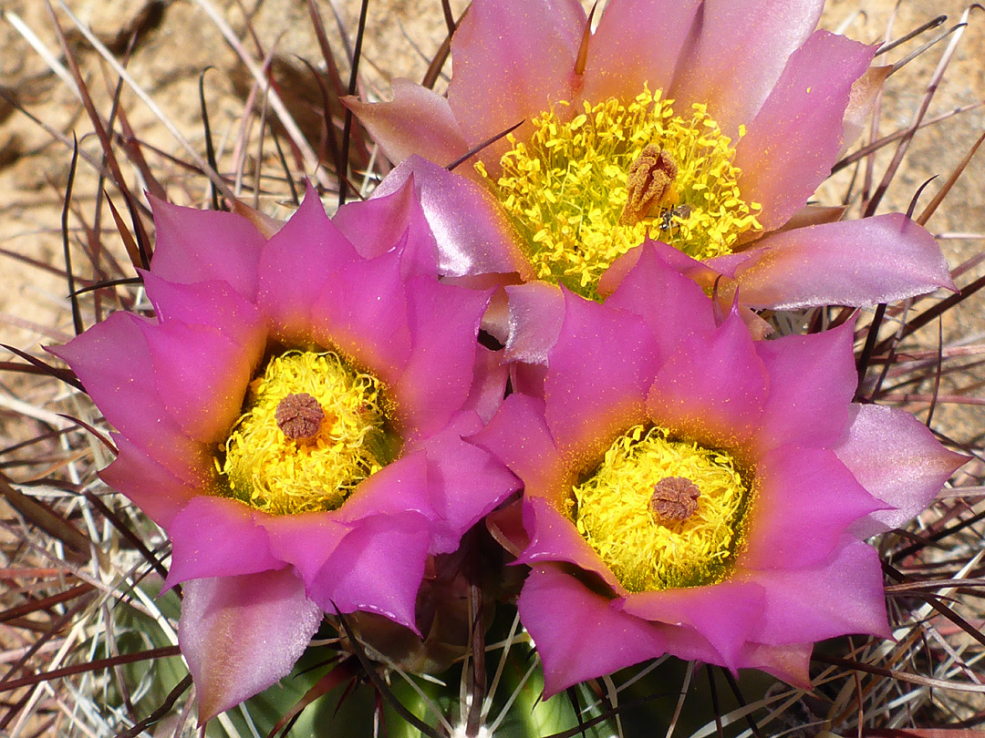 Three pink flowers