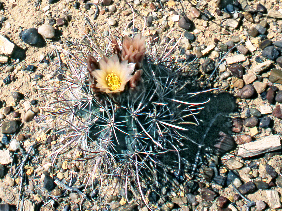 Buds and flowers