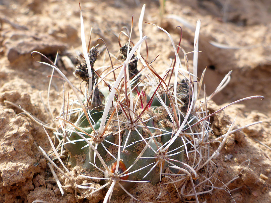 Thick white spines