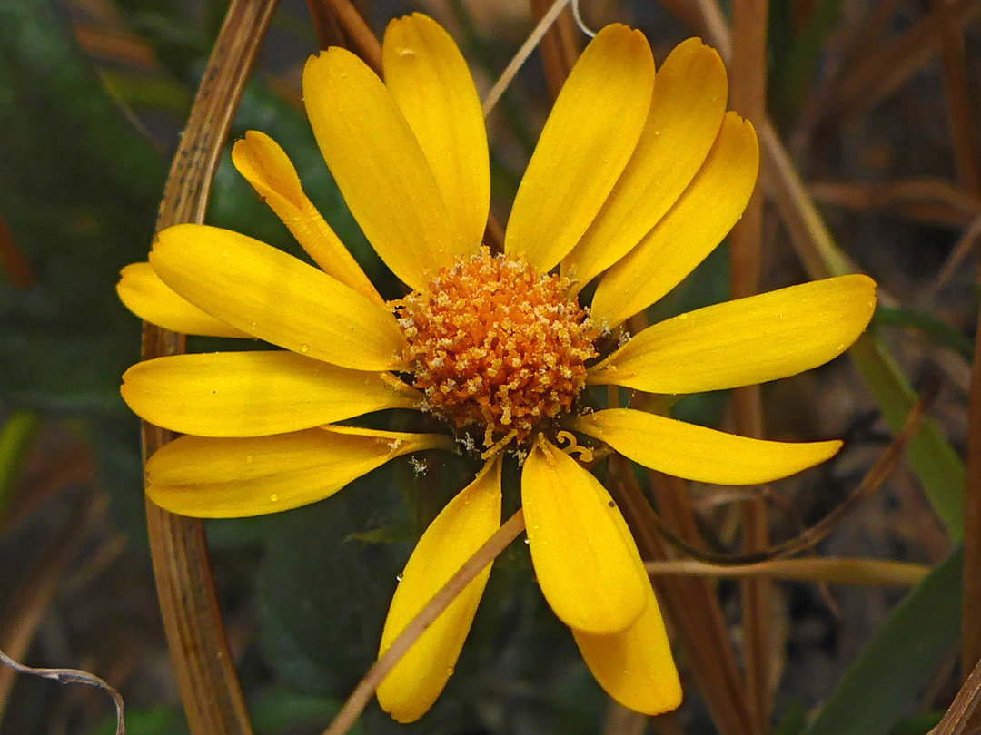 Yellow flowerhead