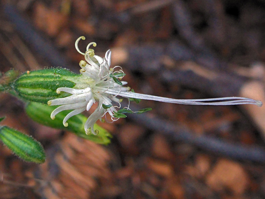 Exserted stamens