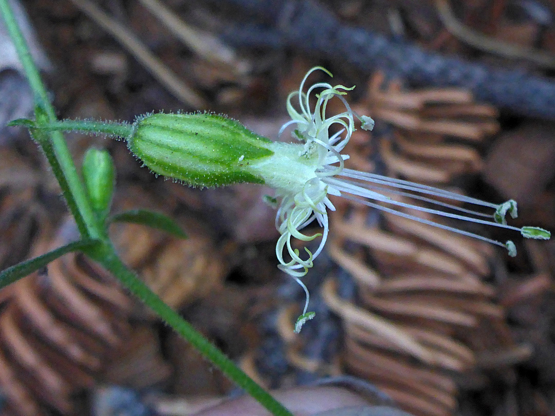 Calyx and corolla