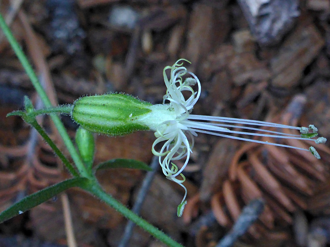 Glandular calyx