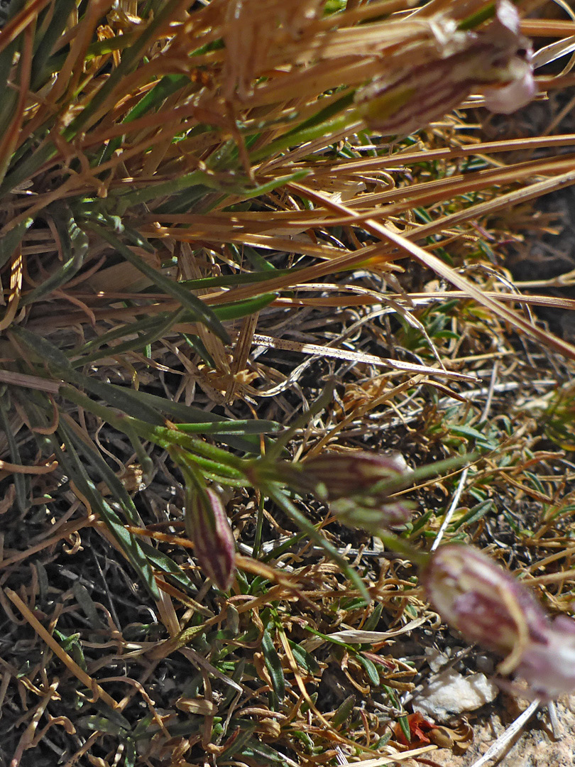 Stems and leaves