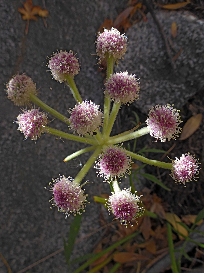 Branched flower cluster