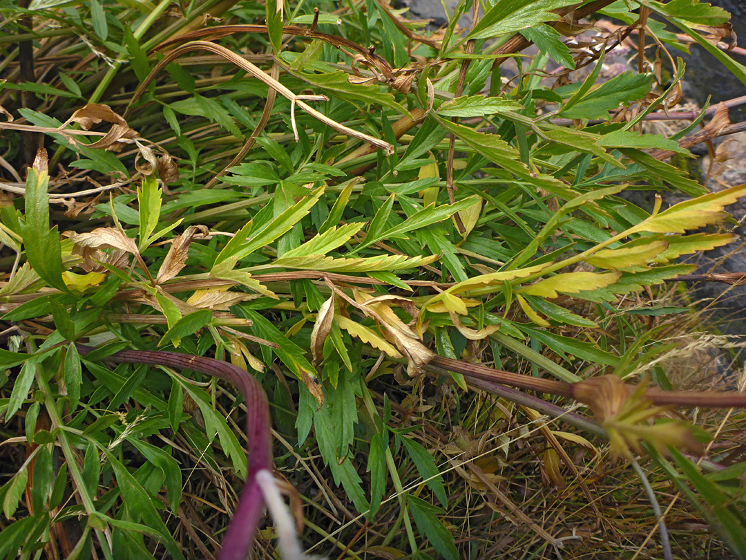 Stems and leaves