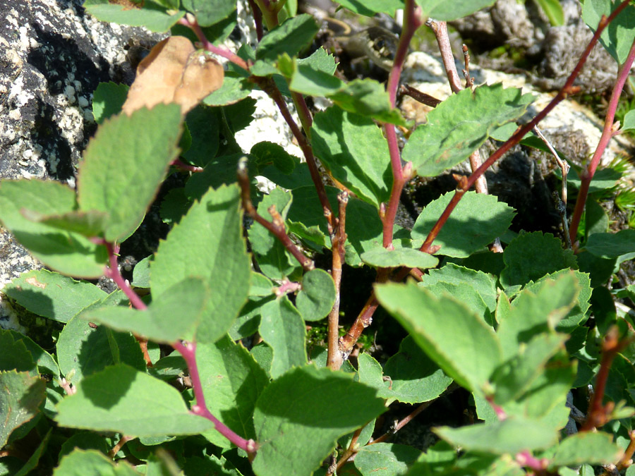 Green leaves and red - pictures Spiraea Splendens, Rosaceae - wildflowers West