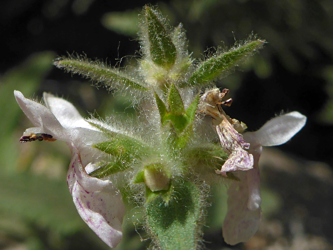 Withering flowers