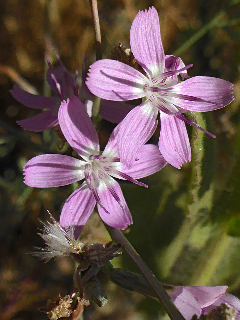 Two flowerheads