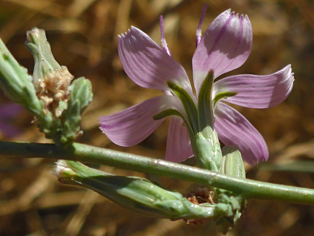 Stem and phyllaries