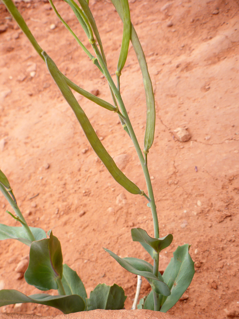 Leaves and fruits