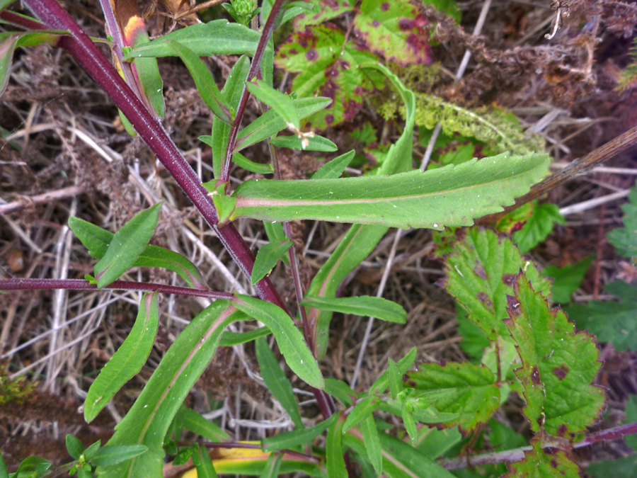 Purple stems and green leaves - photos of Symphyotrichum Chilense