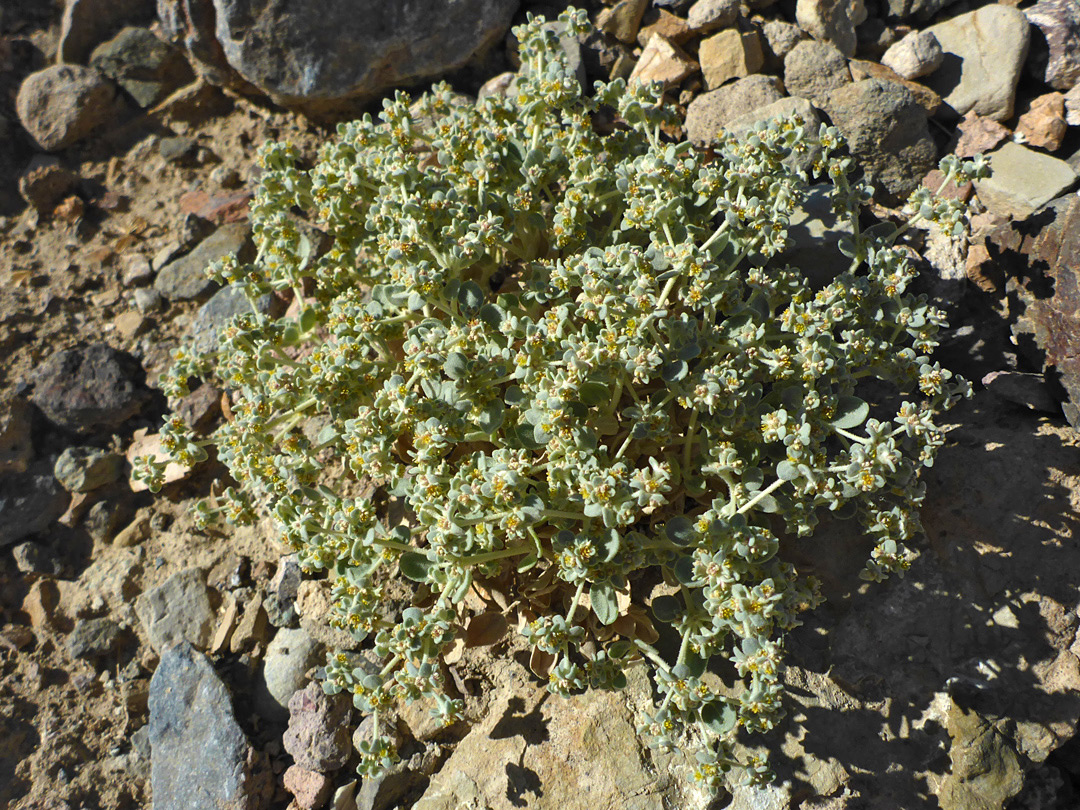 Plant in situ