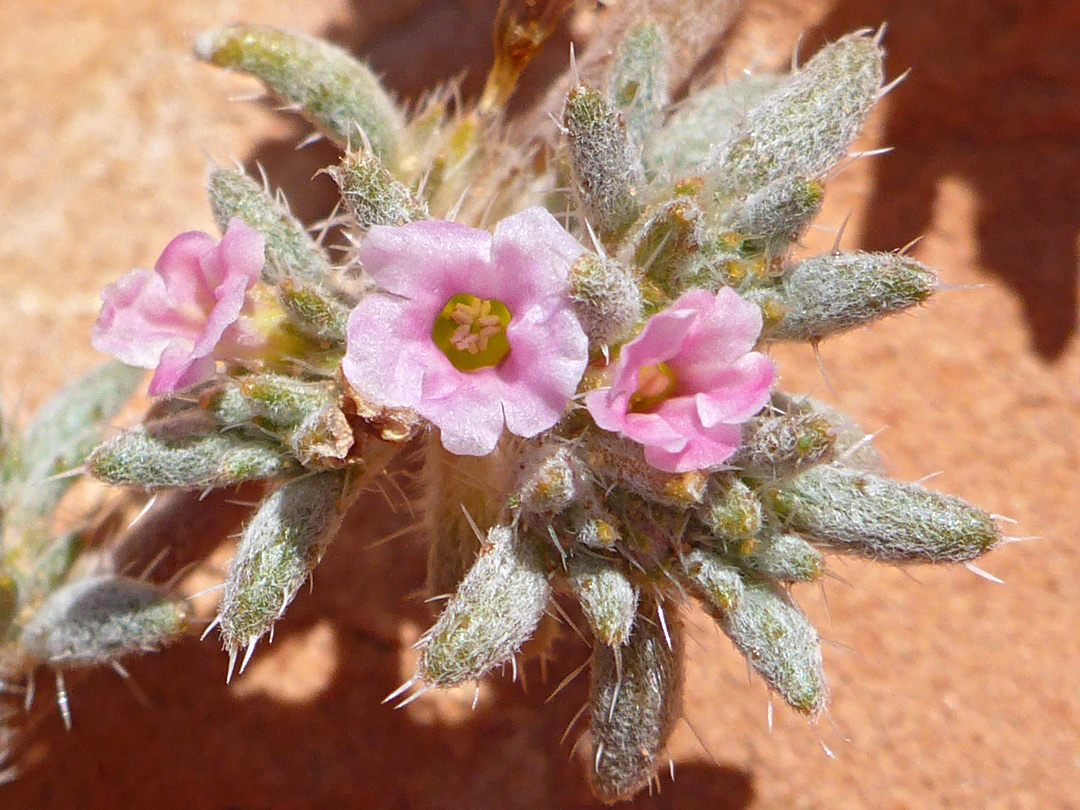 Rose-pink flowers