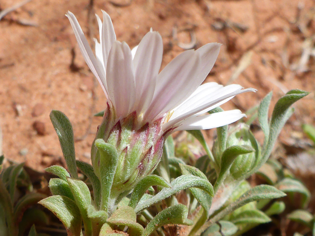 Leaves and flowerhead