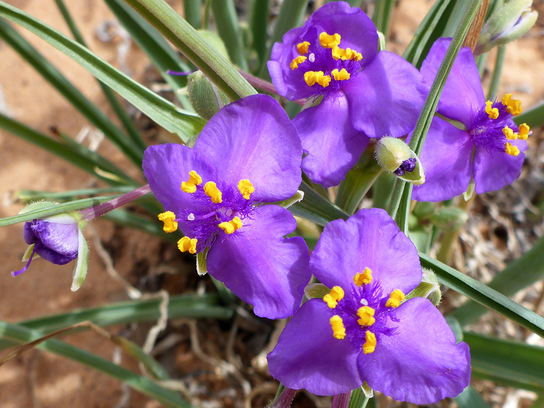 Bright purple petals