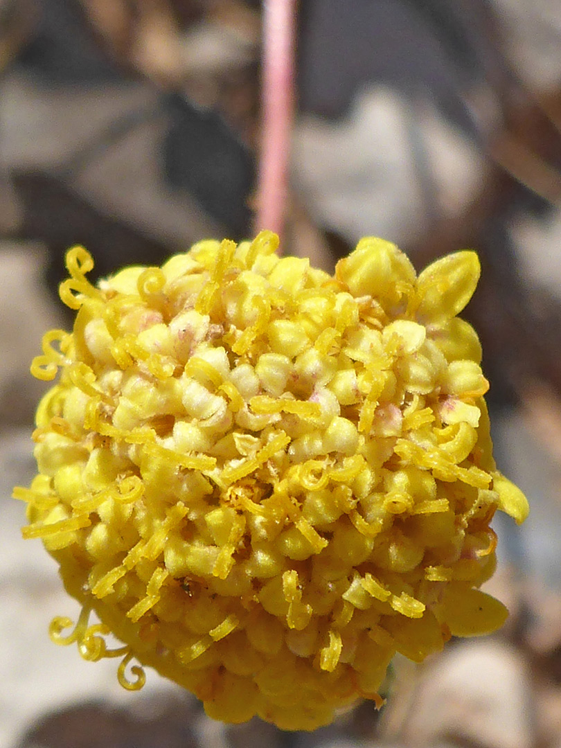 Spherical inflorescence