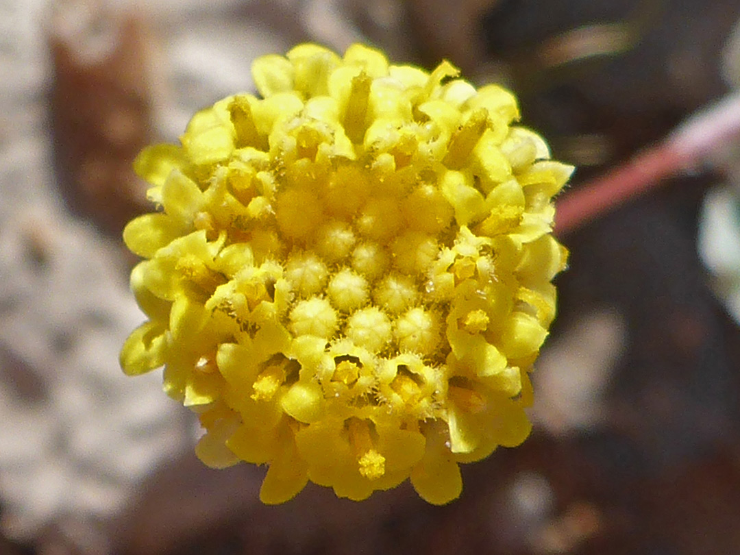 Yellow florets
