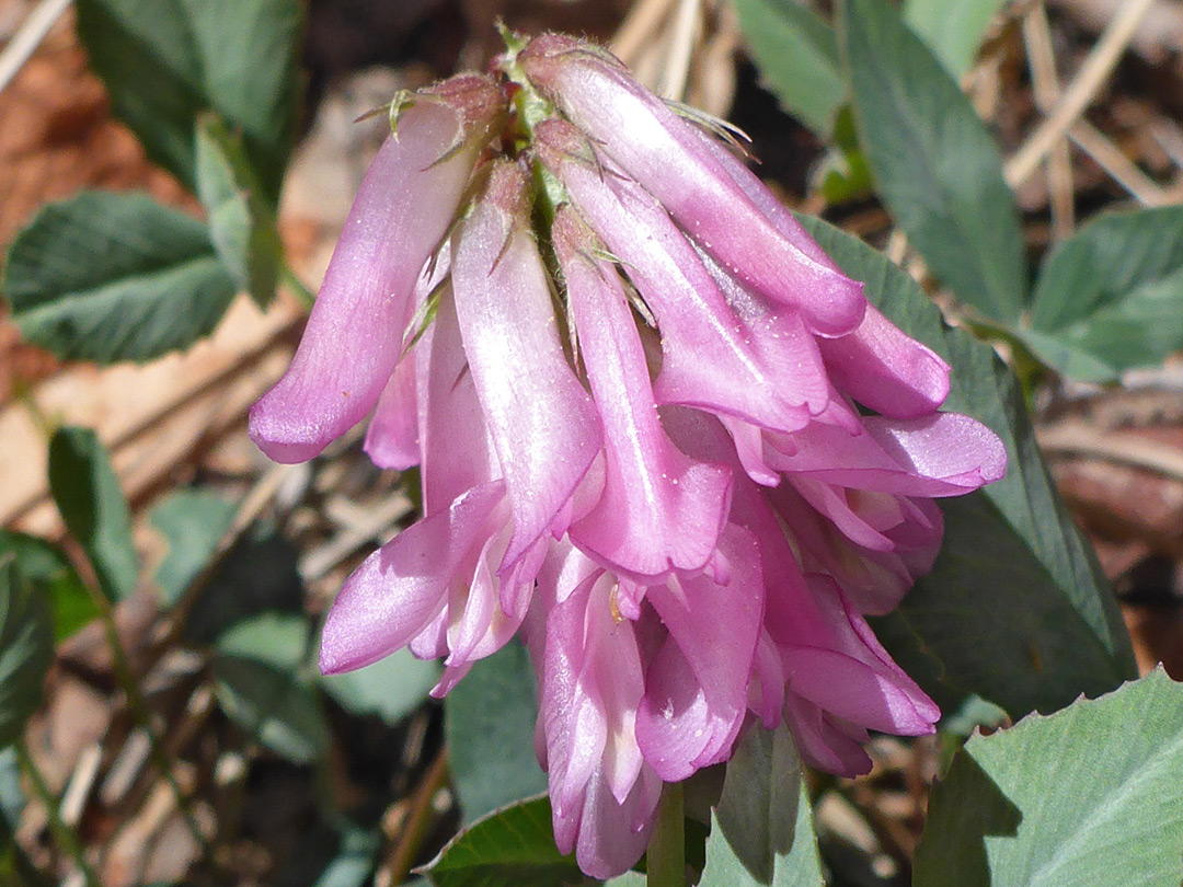 Pink flowers