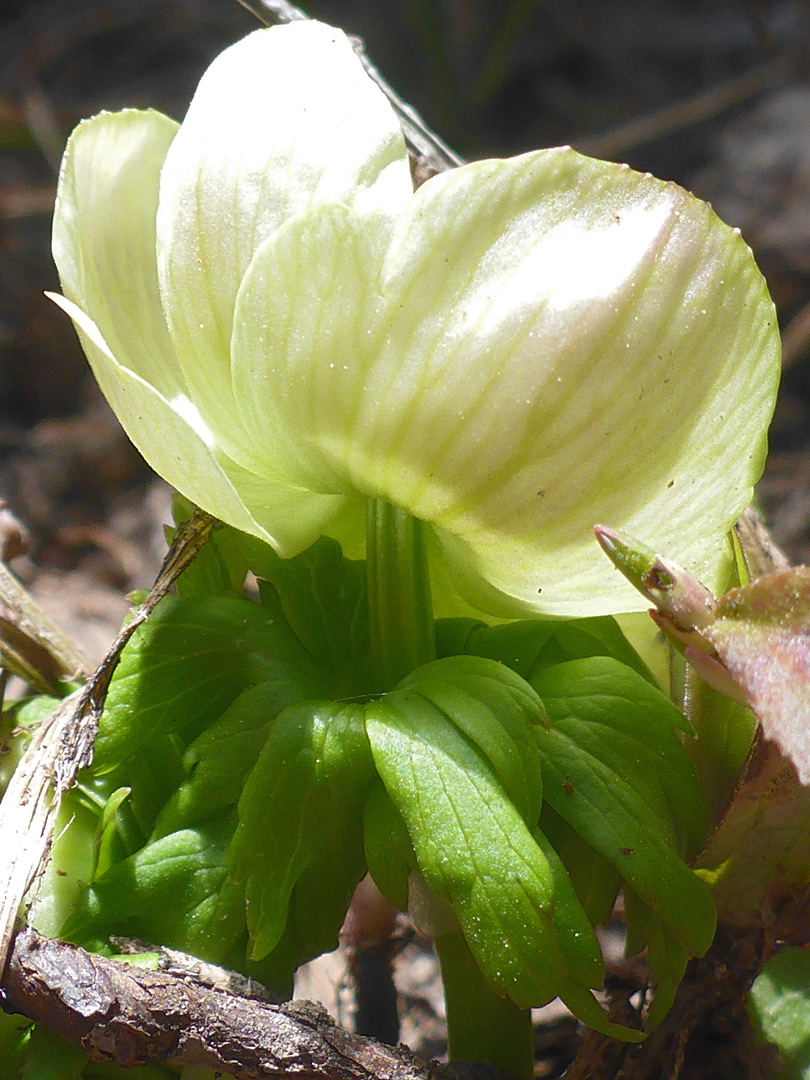 Flower Starting To Wither Pictures Of Trollius Albiflorus Ranunculaceae Wildflowers Of West USA