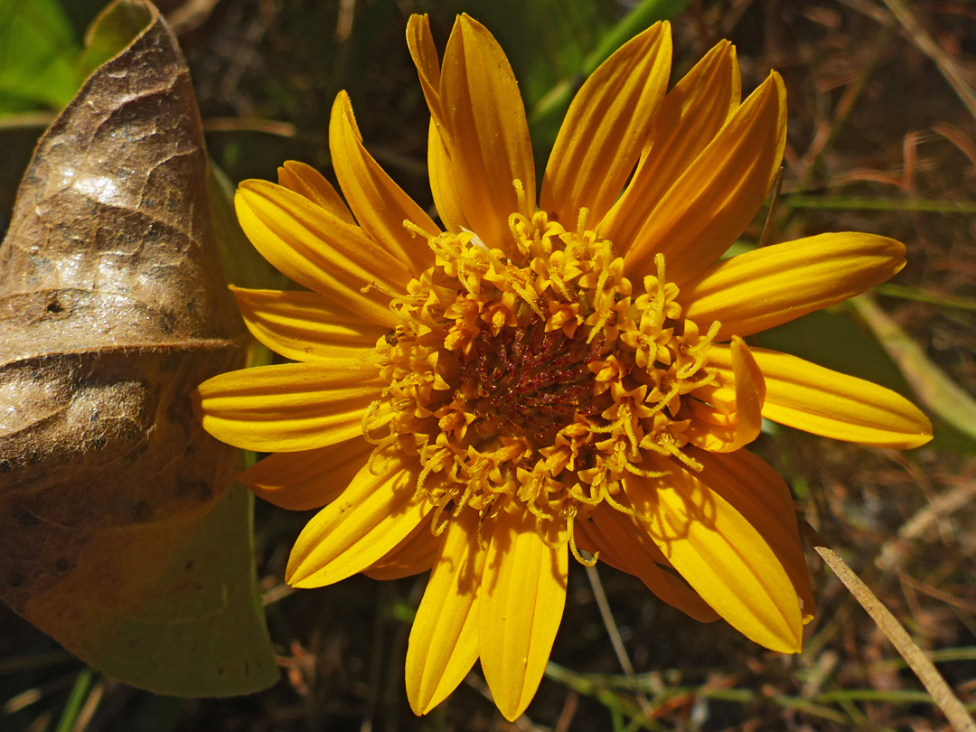 Dark yellow flowerhead