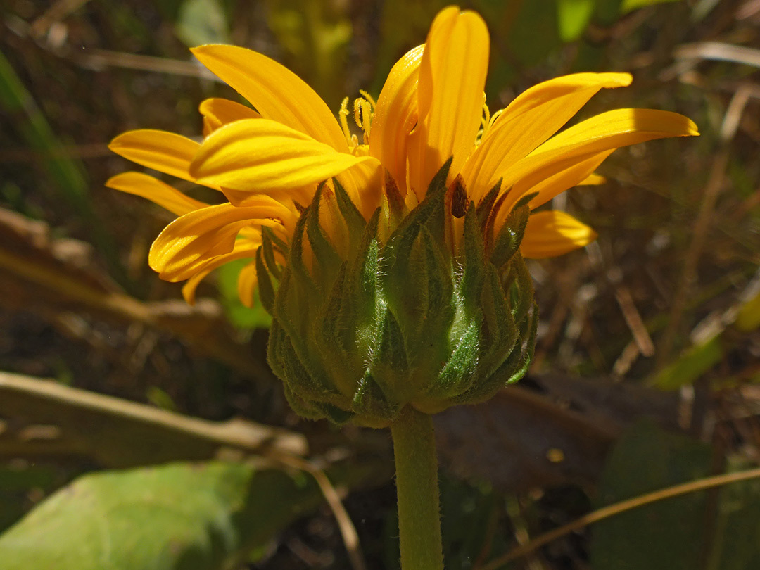 Broad involucre