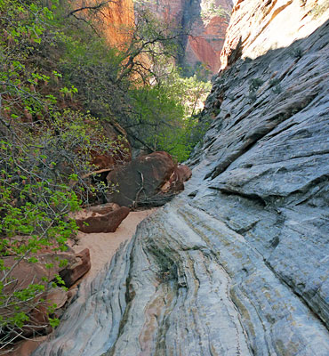 Trees at the mouth of Shelf Canyon