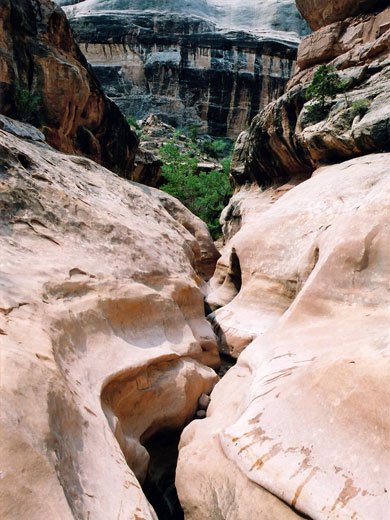 Near the White Canyon junction