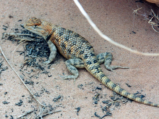 A Desert Spiny Lizard