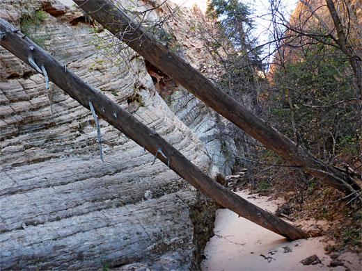 Fallen trees