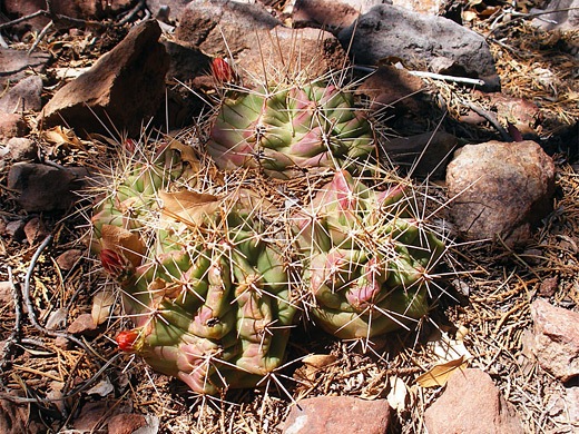 Flabby claret cup cactus stems
