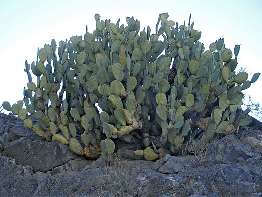 Large clump of the blind prickly pear