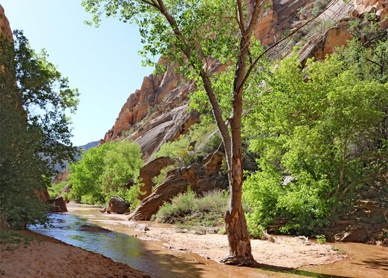 Sunshine on a cottonwood tree, Hackberry Canyon