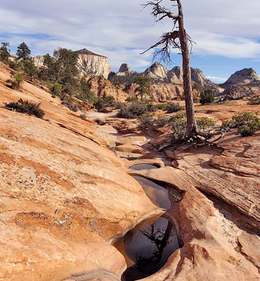 Dead tree above shallow pools