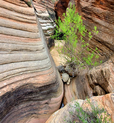 Tree in West Many Pools Canyon