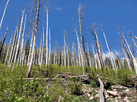 Many aspen trunks