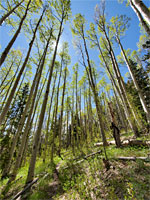 Slender trees