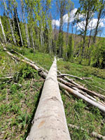 Fallen aspen