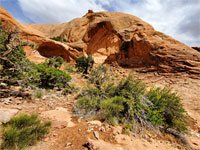 Bushes below Funnel Arch