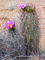 Smallflower fishhook cactus