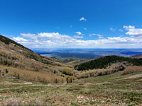 Trees in Pole Canyon