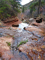 Overgrown canyon