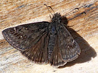 Persius duskywing