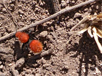 Velvet ant