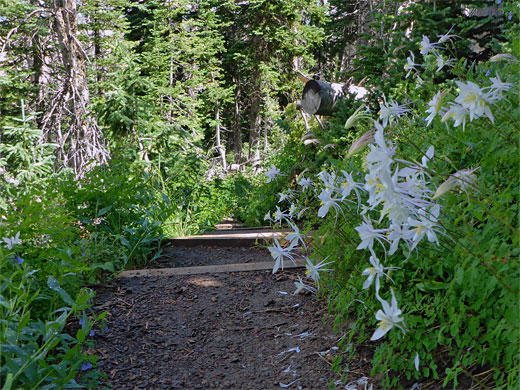 Columbines