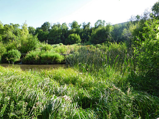 Thick vegetation